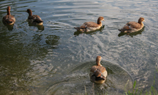 4-Nilgänse-082.jpg